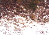 Formacion de moho en una superficie pintada